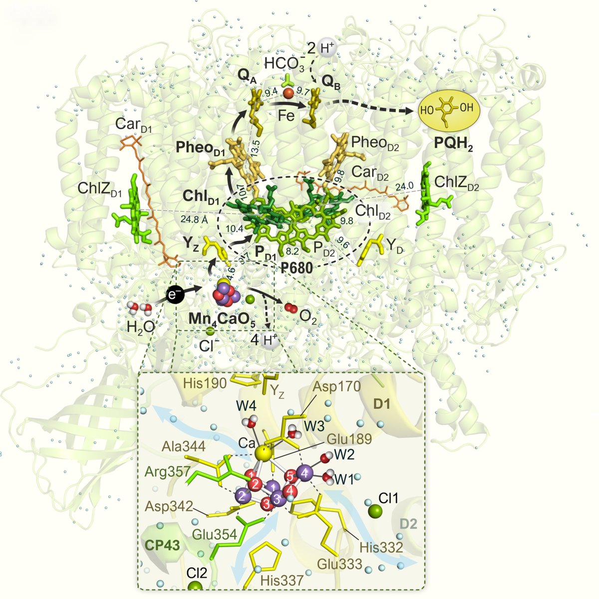 I am delighted to share our recent educational review in which we summarize the current knowledge on Photosystem II: link.springer.com/article/10.100…

#photosynthesis #photosystemII #wateroxidation #reviews #education #solarenergy #structure #function #research