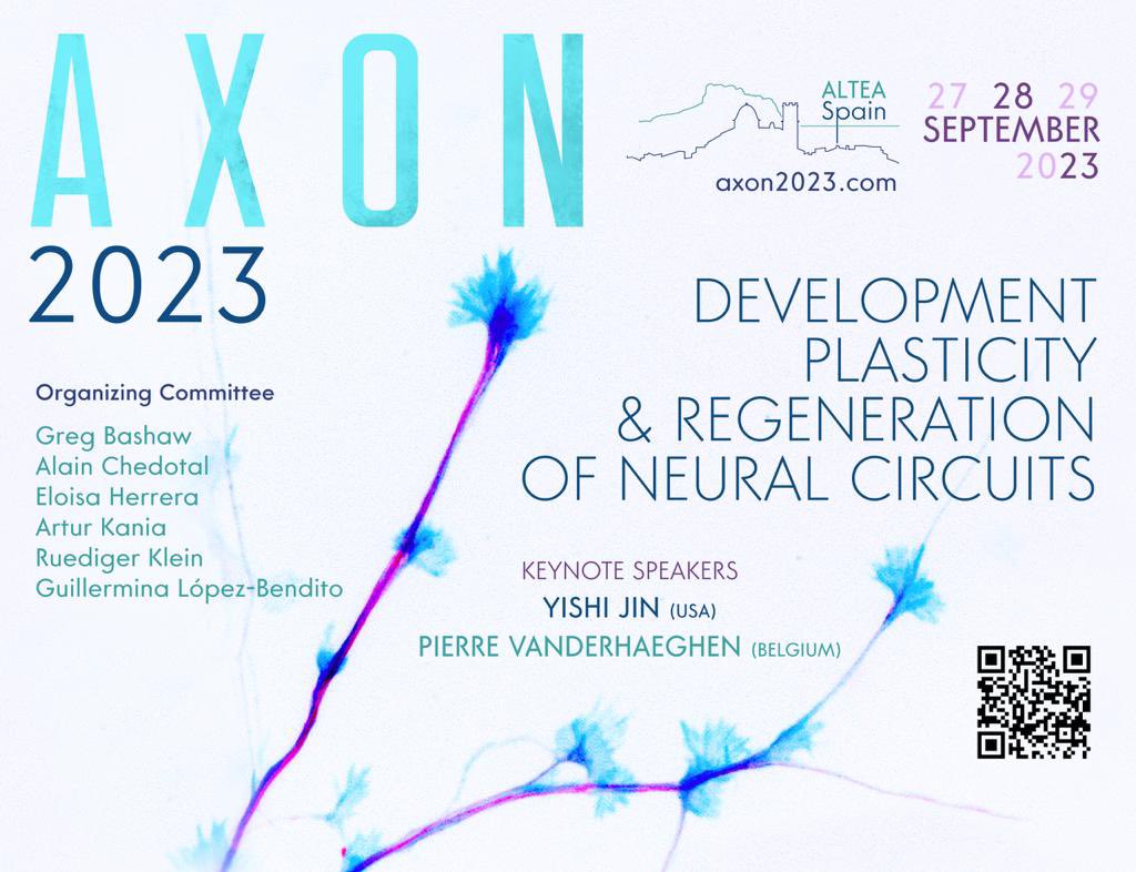 The AXON meeting is returning! This time in beautiful Altea, Alicante on the 27-29 September with an amazing list of the very experts on development, plasticity and regeneration of neural circuits! Save the date! More details at axon2023.com #axon2023 @GuilleLBendito