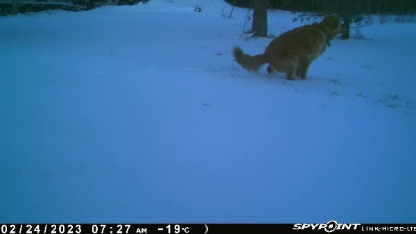 MichaelMoore_7's tweet photo. I put my trail cam out to see if coyotes were coming into the yard but I’ve only caught my dog dropping a deuce https://t.co/YAVbnTPLhD