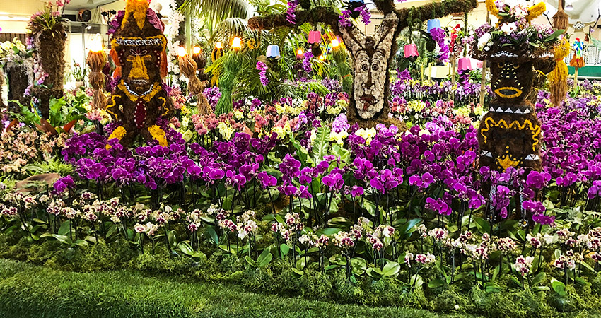 SBOrchidShow's tweet photo. Westerlay Orchids to exhibit at SB Intl Orchid Show. Show opens in 2 weeks! - https://t.co/ZuB4SwJOmO https://t.co/9F2xlV5kZA
