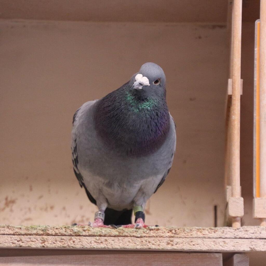 RacingpigeonsC's tweet photo. Whatโs going on there?
Have a good weekend everybody!
#weekendiscoming #fridayvibes #birdsofinstagram #clrcamera #palomas #duiven #valoft #whatsup #racingpigeons #racingloft https://t.co/1M6AvKGEaF https://t.co/wtc5baeQlO