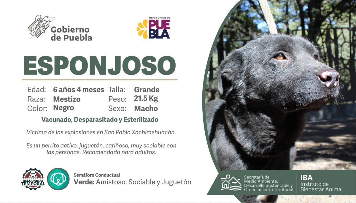 LeonorVargas_'s tweet image. ¿Conoces a #Esponjoso?, él fue atendido, derivado de la explosión en #SanPabloXochimehuacan, es un perro muy cariñoso y tranquilo, por lo que no requiere mucha actividad física. 
Adopta un perro adulto llamando al número 2222736800 ext 1170. 🐶
#AmorAPrimeraVista