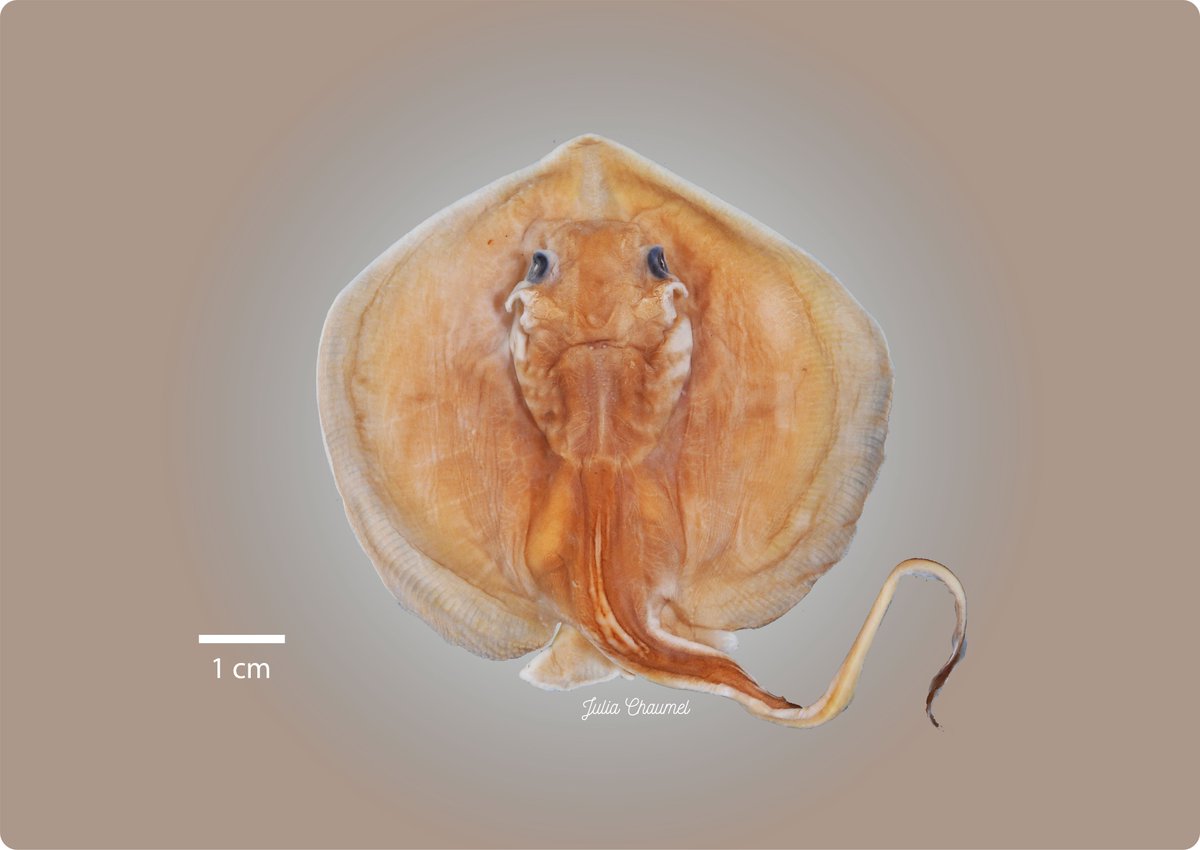 Hi all!

Let's start showing some of the fantastic rays and skates owned by the Ichthyology collection at Harvard University!

This week I bring you this beautiful baby Urolophus from Panamá!

#MZCIchthyology  
#Batoids
#Elasmobranchs