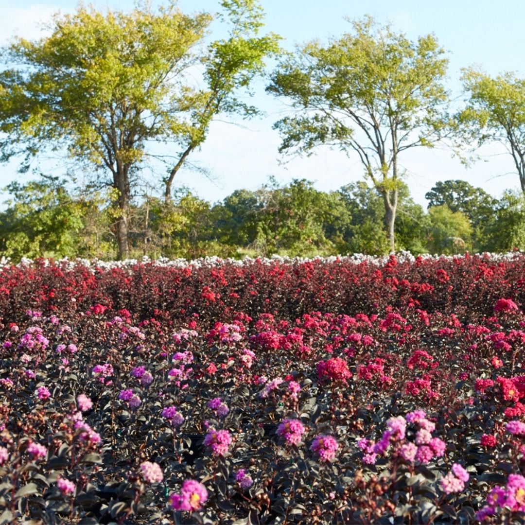 blackdiamondblm's tweet photo. Let's dream of spring and beautiful blooms for #FloralFriday! Whether you prefer elegant white flowers, vibrant red blooms, pretty pink petals, or perfect purple flowers, Black Diamond® Crape Myrtles will fill your landscape with gorgeous color and texture.
#blackdiamondblm https://t.co/IROzvNPi1t