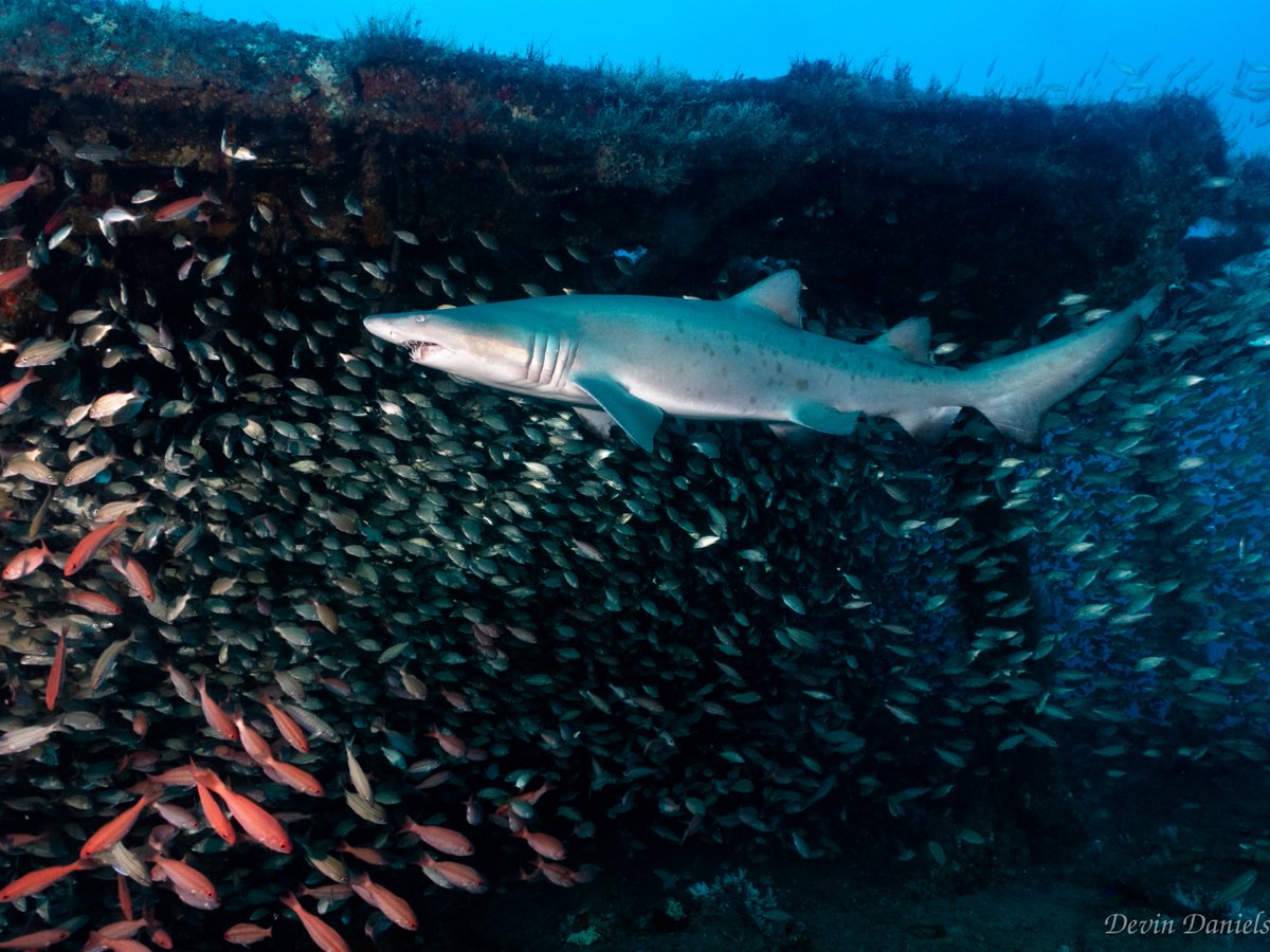 SpotASharkUSA's tweet photo. Happy Friday from our team! 🦈
#Sandtigersharks here in #NorthCarolina (& other areas) are strongly associated with hard-bottom habitats, artificial reefs, and shipwrecks as photographed here on the #Aeolus by citizen-scientist and underwater photographer 📷Devin Daniels
#diveNC https://t.co/NtQ5AJrUl6