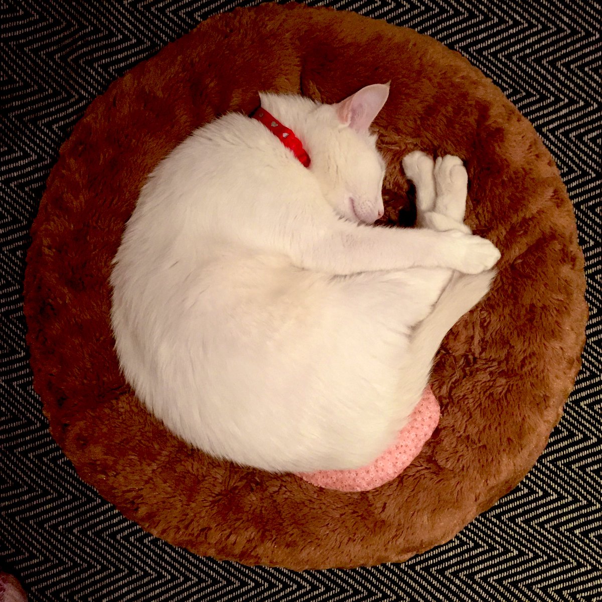 mak_tentative's tweet photo. 1週間前、家族であり友であり恋人だった存在が虹の橋を渡った。癒しを期待して読んだ本も聴いた音楽も、どれもありきたりのことしか言ってないので、時間と金の無駄だ。早くまた会いたい。
それにしても3枚目の写真（健在のころです）は、Chapterhouseのジャケットみたいだ。可愛い。 https://t.co/vrANSs7rWW
