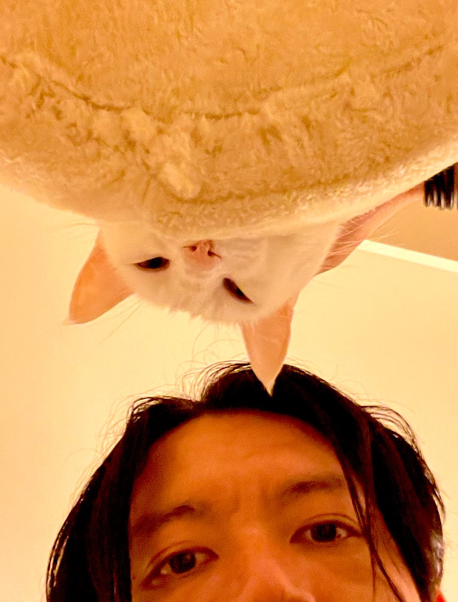 mak_tentative's tweet photo. 1週間前、家族であり友であり恋人だった存在が虹の橋を渡った。癒しを期待して読んだ本も聴いた音楽も、どれもありきたりのことしか言ってないので、時間と金の無駄だ。早くまた会いたい。
それにしても3枚目の写真（健在のころです）は、Chapterhouseのジャケットみたいだ。可愛い。 https://t.co/vrANSs7rWW