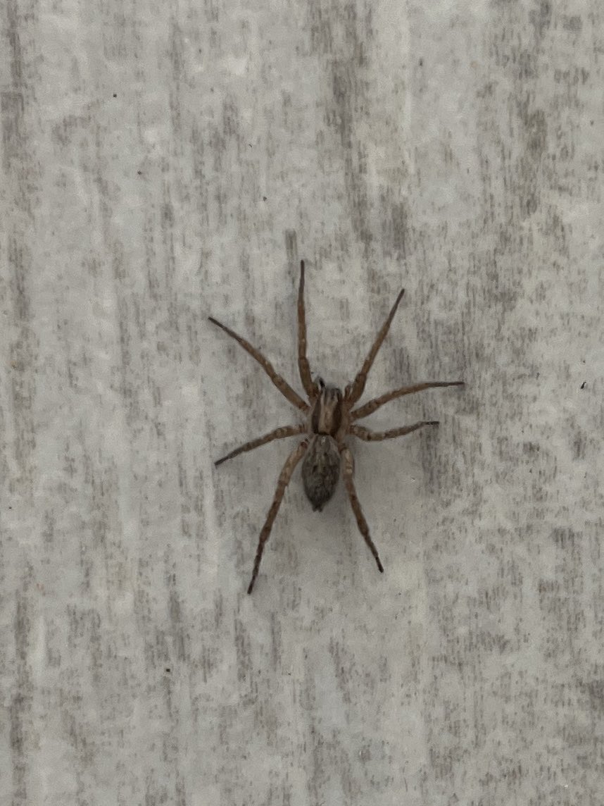 tbarrilado's tweet photo. Hola @Arachno_Cosas , ¿me ayudas a saber mas de esta amiga? Tengo varias en casa. https://t.co/947dGSo8fK