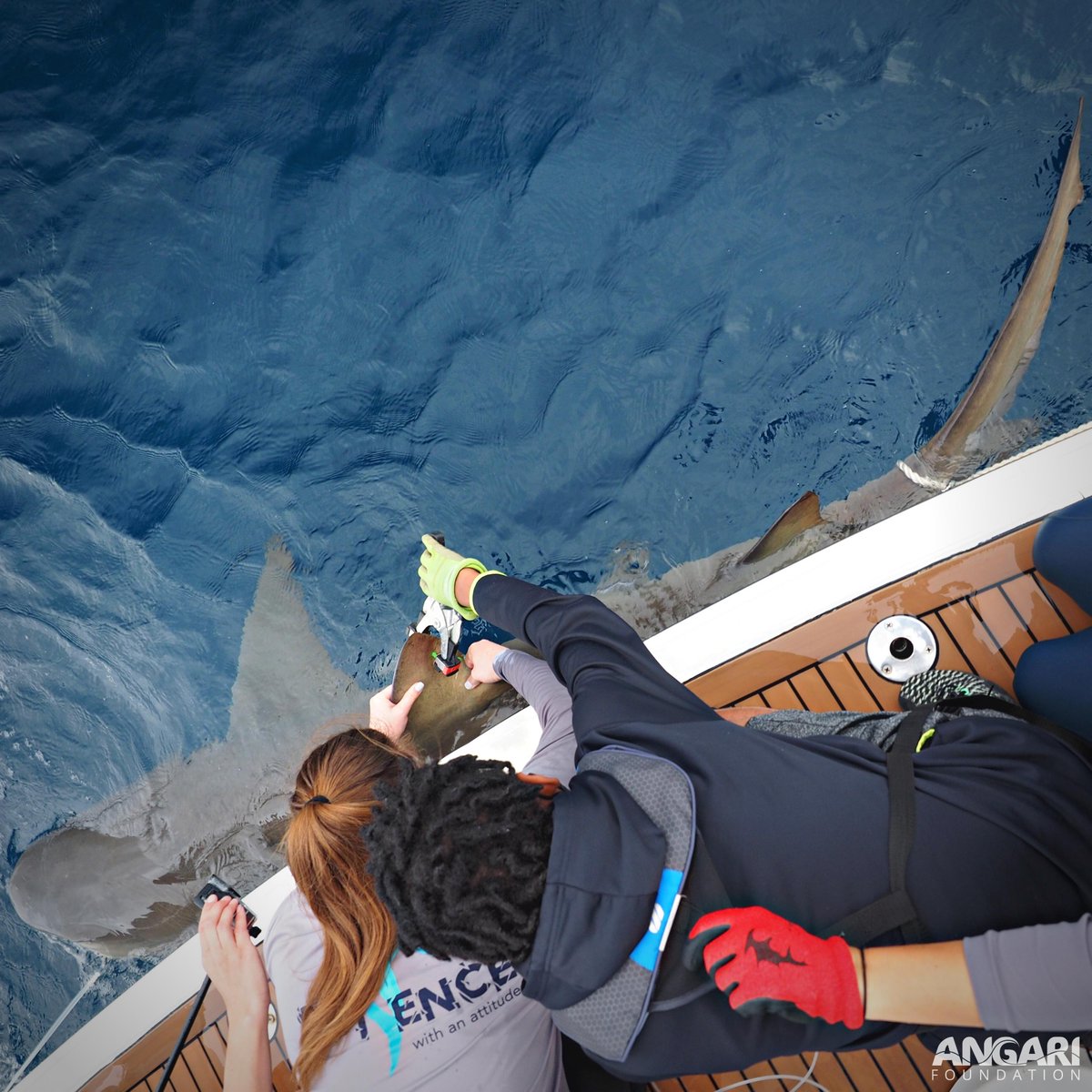ANGARIocean's tweet image. Congratulations to Dr. @LauraGBarcia on the successful defense of her #PhDdissertation this week! We've had the pleasure of working with Laura both at-sea and onshore since 2018 and are so proud of her contributions to #sharkresearch, #marinescience mentorship & #STEM #education!