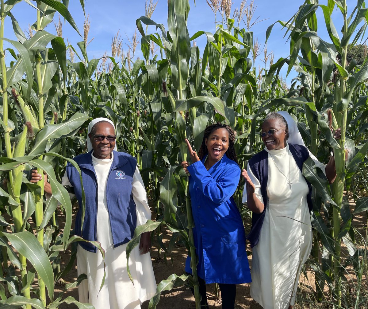 WendyMadzura's tweet photo. The genuine joy & heartfelt appreciation of a farmer after starting with the right seed & adopting Good Agronomic Practices and seeing the results always melts my heart. Well-done 💯👏🏽 Chichester convent sisters #SC719 #TheRightSeed https://t.co/kfdcBMgBKD