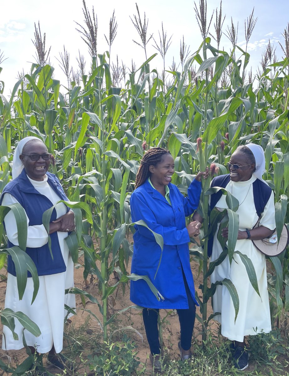 WendyMadzura's tweet photo. The genuine joy & heartfelt appreciation of a farmer after starting with the right seed & adopting Good Agronomic Practices and seeing the results always melts my heart. Well-done 💯👏🏽 Chichester convent sisters #SC719 #TheRightSeed https://t.co/kfdcBMgBKD