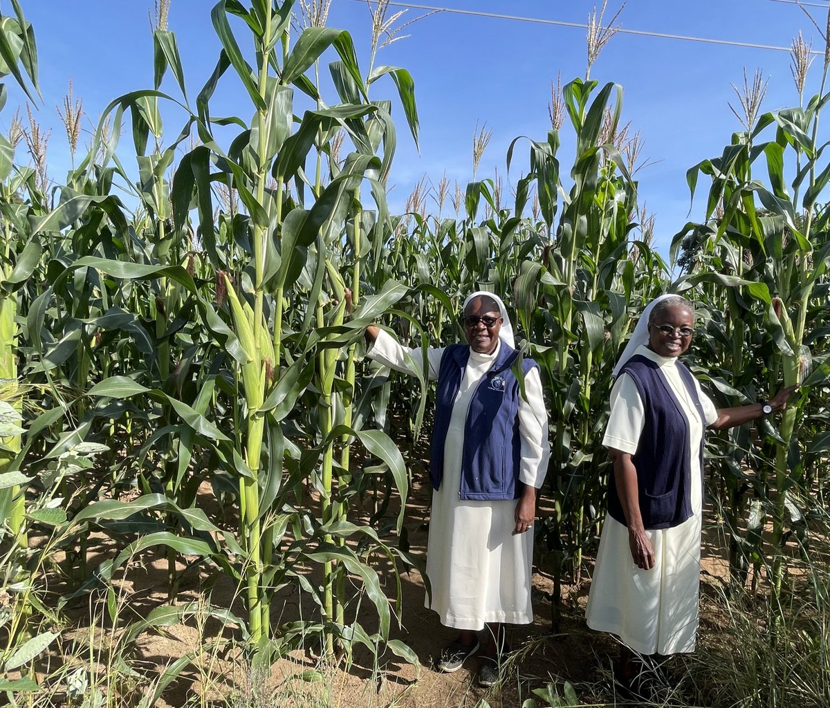 WendyMadzura's tweet photo. The genuine joy & heartfelt appreciation of a farmer after starting with the right seed & adopting Good Agronomic Practices and seeing the results always melts my heart. Well-done 💯👏🏽 Chichester convent sisters #SC719 #TheRightSeed https://t.co/kfdcBMgBKD