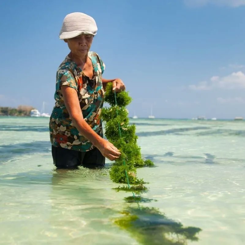 🗞️ Our next newsletter will evaluate how remote sensing technologies can help farmers improve the impact of their seaweed farms.

If you’re not yet part of the list, join us via the link below: 👇 

buff.ly/3kl82qD