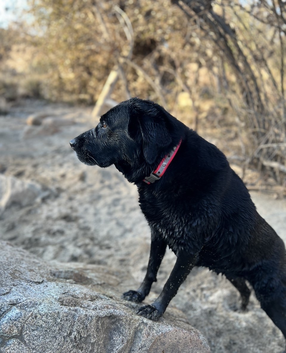 WoofTrax's tweet photo. We think #WoofTrax pup Kayla is ready for her modeling debut 📸🐶⁠ https://t.co/n6ocl18XBJ