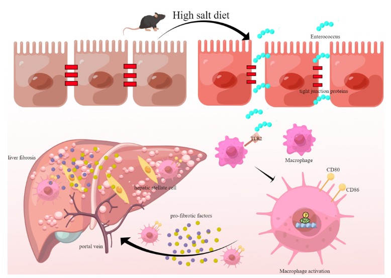 ASMicrobiology's tweet photo. A high-salt diet exacerbated liver fibrosis in mice through Enteroccocus-dependent activation of macrophages. The results may provide a basis for liver fibrosis therapy &amp; gut microbiota management. @JournalSpectrum: https://t.co/3zuX4M0RIj https://t.co/IGLgItcLgU
