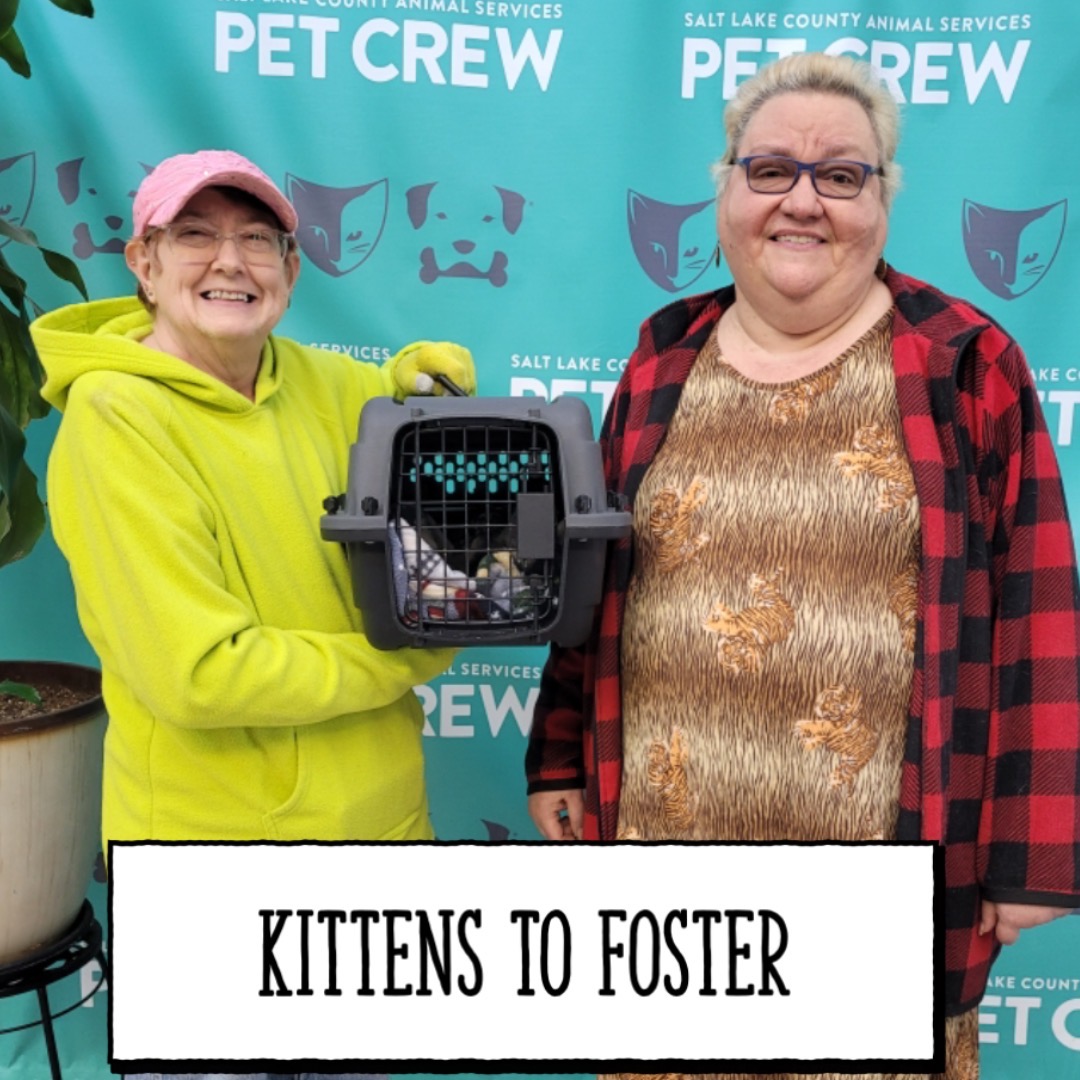 SLCoAnimals's tweet image. Use your #superpower! Foster a pet at @SLCoAnimals email fosters@slco.org #adoptutahpets #slco #friday