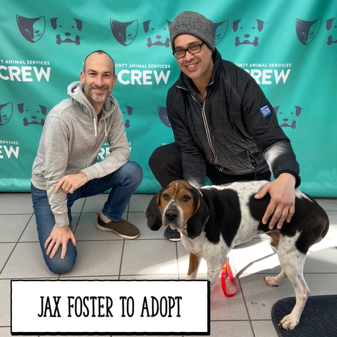SLCoAnimals's tweet image. Use your #superpower! Foster a pet at @SLCoAnimals email fosters@slco.org #adoptutahpets #slco #friday