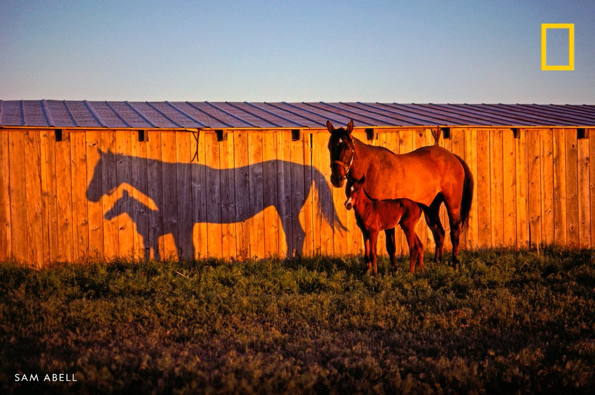 An adult and juvenile horse cast shadows on a wooden shed in Montana, US.