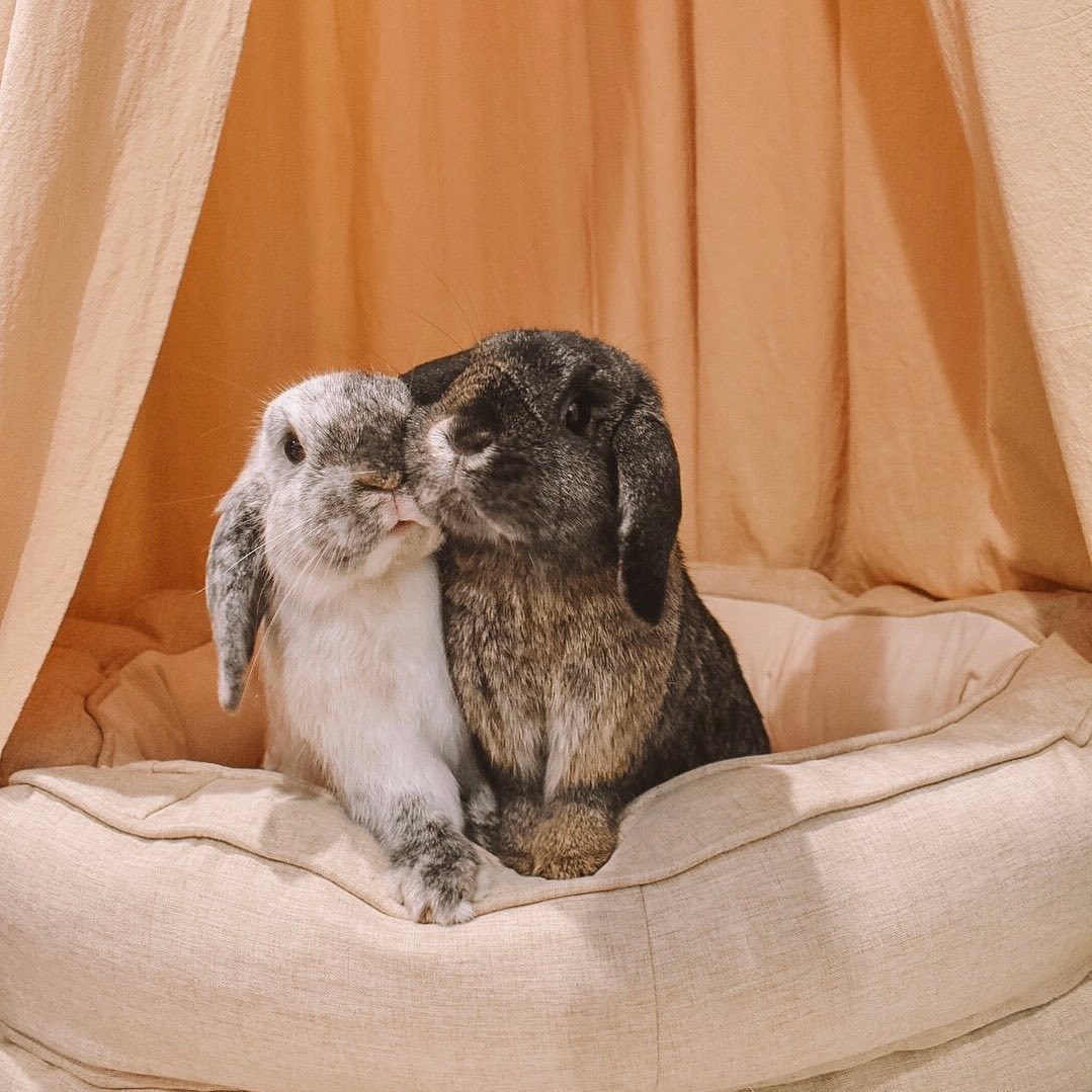 rabbit lover (@rabbitloverscom) on Twitter photo 