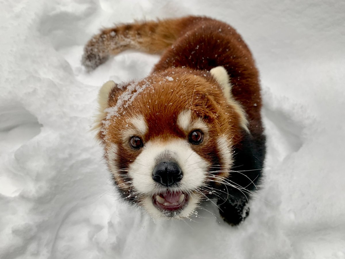 OregonZoo's tweet photo. Good morning!
Photo by Kyla https://t.co/LjcguOcBPN
