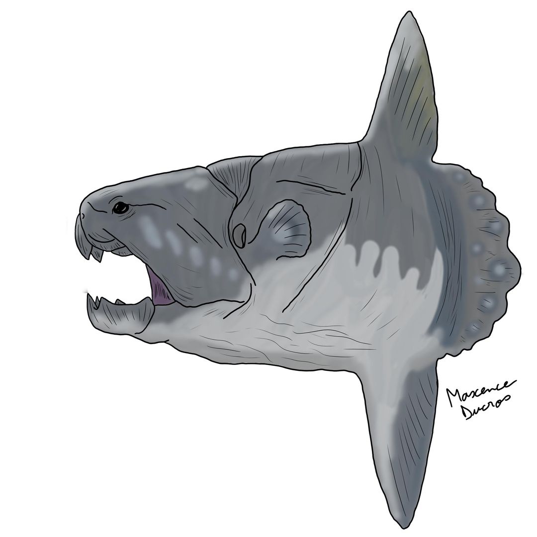 Lampichthys's tweet photo. If you haven't already heard, #Dunkelosteus got a bit of a smooshing in a recent publication (https://t.co/gMqFl0mov5) #ChunkyDunky has been a fun topic of many illustrators. For the #SundayFIshSketch #Fishytheme, what new chunky body would you give this charismatic extinct taxa? https://t.co/sYGOlCBSjS