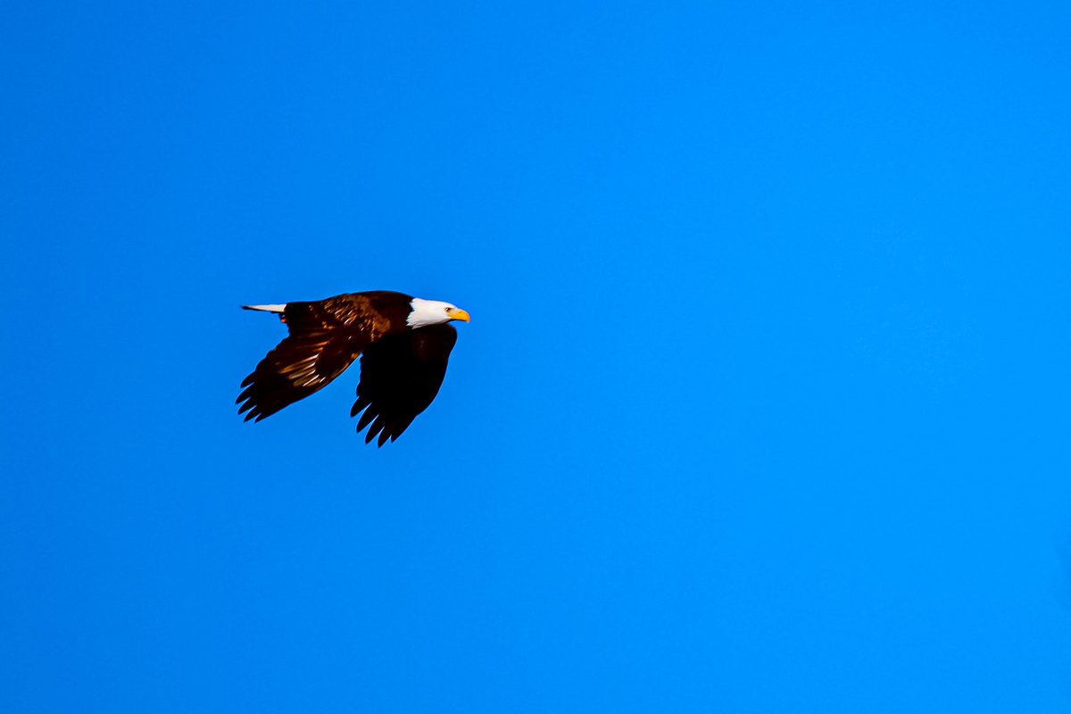 RasconWayne's tweet photo. Hello all 🤘🏼.  My daughter and I were out hiking this past weekend and we had the wonderful opportunity to see a beautiful bald eagle.  They are so huge and majestic https://t.co/qVRlMs5Ynv