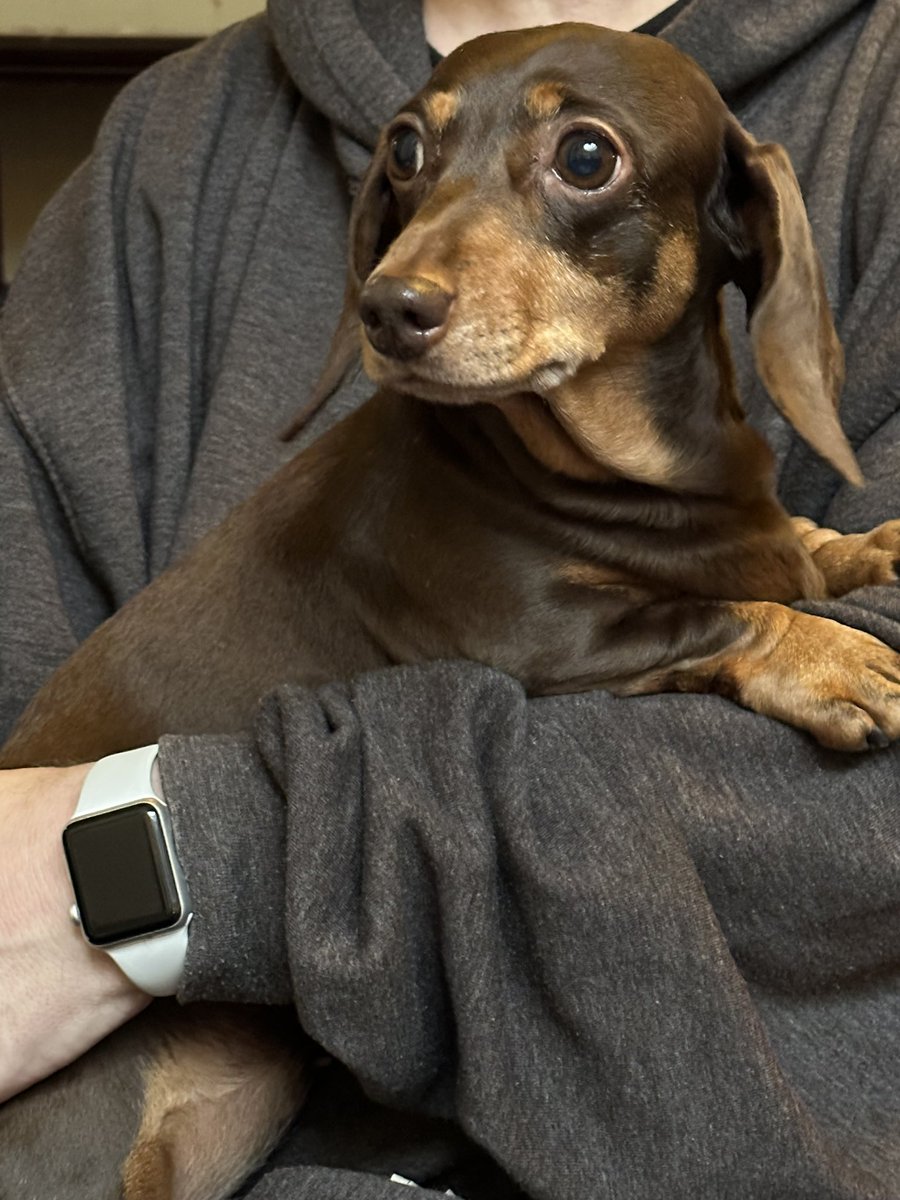 JaneyGodley's tweet photo. I can’t wait to finish this tour and take husband on holiday with the wee dog - we have plans ! @crownlawnapart #london #parkwalks @tonkotsulondon @GrouchoClubSoho 
@AvantiWestCoast 
Drink nice wine, eat good food and show wee Honey our favourite parks https://t.co/eZwnSwO13Q
