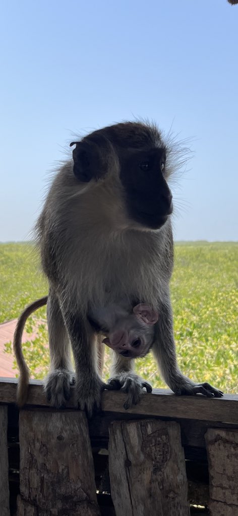 The afternoon was spent practising our haggling skills at a local wood and craft market followed by monkey watching in the mangroves on the edge of the river!