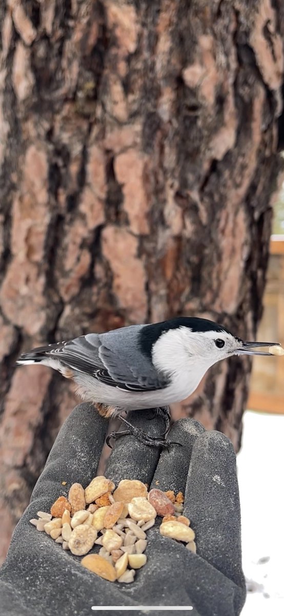 deadSugA's tweet photo. Love hand feeding this little guy. #whitebreastednuthatch #birding #nuthatches https://t.co/iVjnu3Ewl5