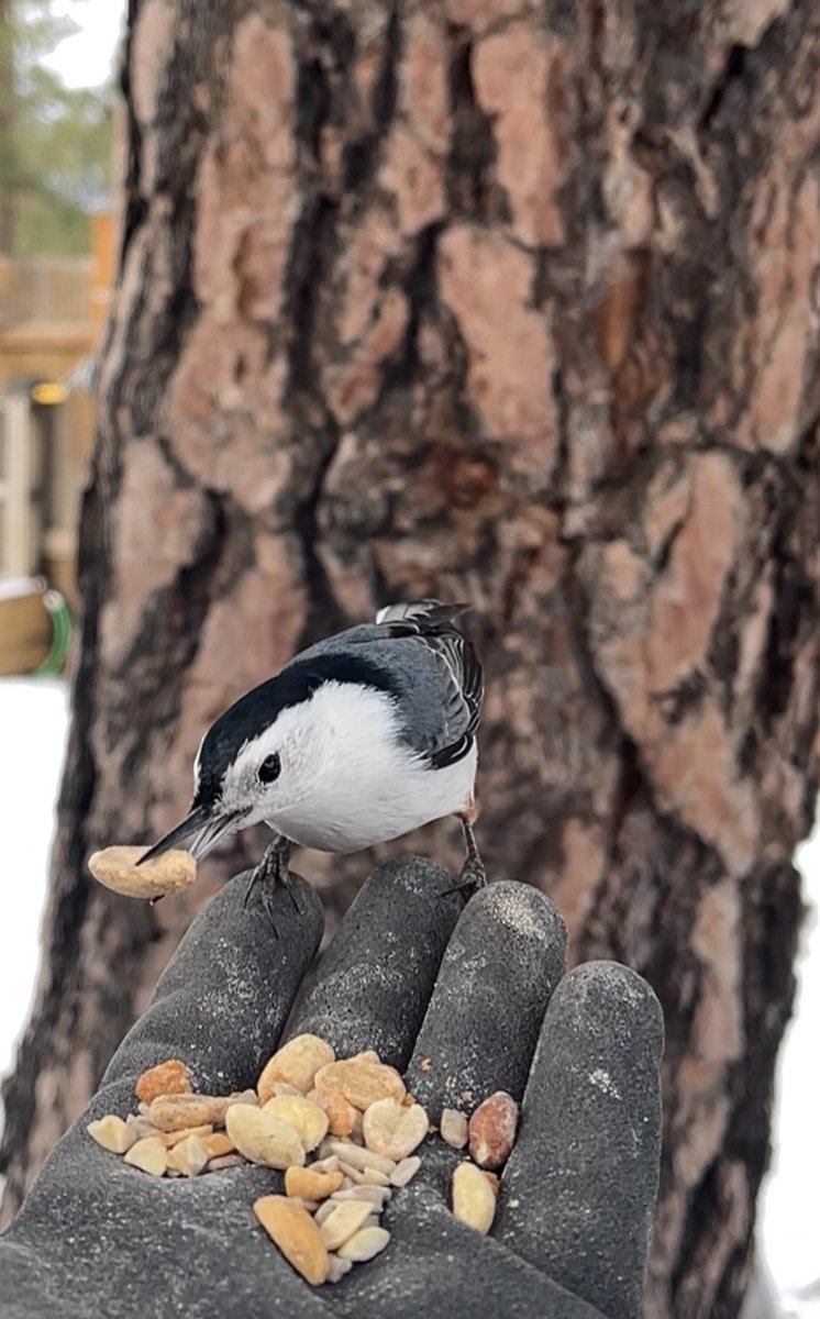 deadSugA's tweet photo. Love hand feeding this little guy. #whitebreastednuthatch #birding #nuthatches https://t.co/iVjnu3Ewl5