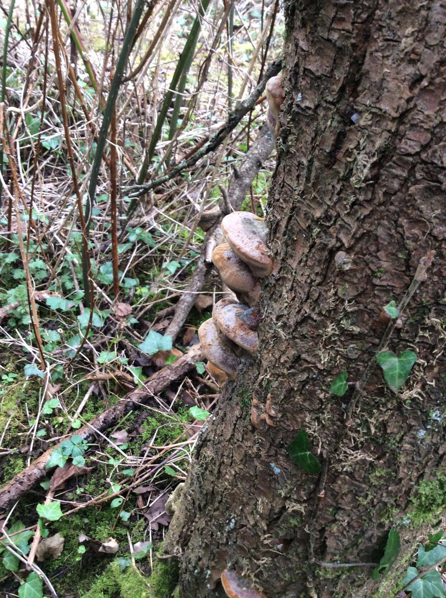 HambrookSchool's tweet photo. A fabulous first Forest School session! We learnt the rules for keeping safe, found treasures like snow drops, fungi, a rabbit hole and frog spawn and had hot chocolate! #Hambrookr #Forestschool https://t.co/Tvkem5T76T