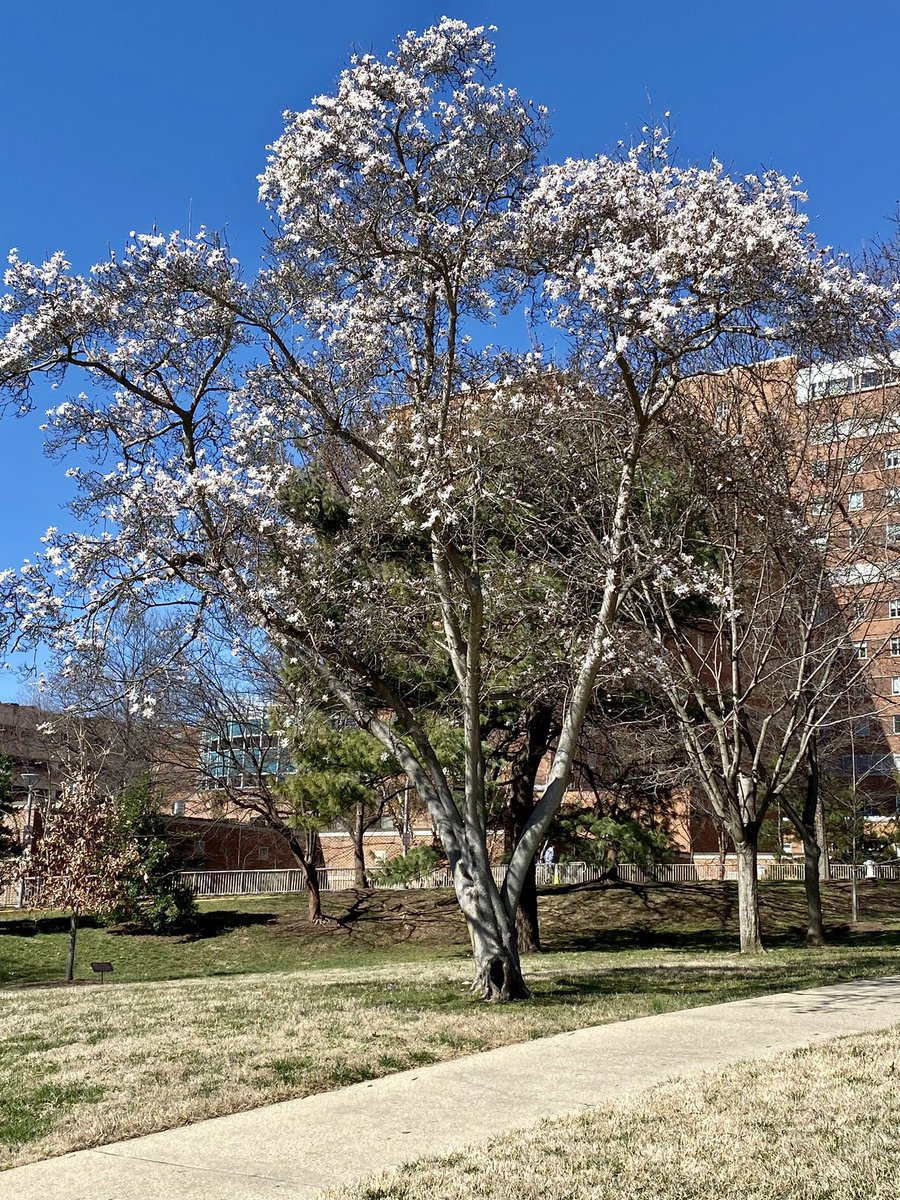 Jacqueline Mays (@_jackimays) on Twitter photo Welcoming early spring on a 75-degree February day at the NIH Clinical Center! <a href="/CCMedEd/">NIH CC MedEd</a> <a href="/NIHClinicalCntr/">NIH Clinical Center</a> Welcoming early spring on a 75-degree February day at the NIH Clinical Center! <a href="/CCMedEd/">NIH CC MedEd</a> <a href="/NIHClinicalCntr/">NIH Clinical Center</a>