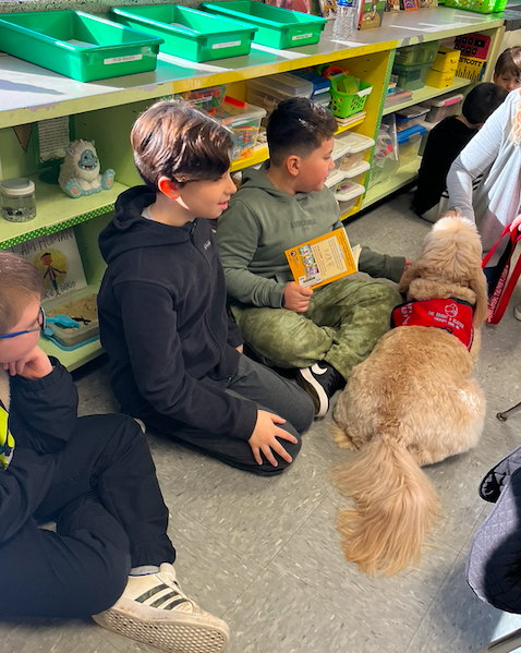 HowellTwpAldrch's tweet image. Mrs. Tirone and Mrs. Brounstein's 3rd grade class had a special visitor today during reading! Grady is a 3 year old Australian Labradoodle registered from the AKC &amp;amp; Bright and Beautiful Therapy Dogs. Grady listened to the students as they read. #HowellReads #HTPSLearnerSuccess