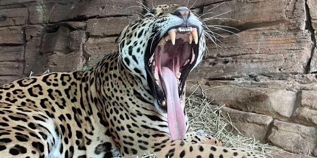 woodlandparkzoo's tweet photo. It's Friday! Which Fitz are you today? #FridaysWithFitz #FitzFriday #FridayVibe #Weekend 📷: Animal keeper, Miero https://t.co/gKu2BqdaBC