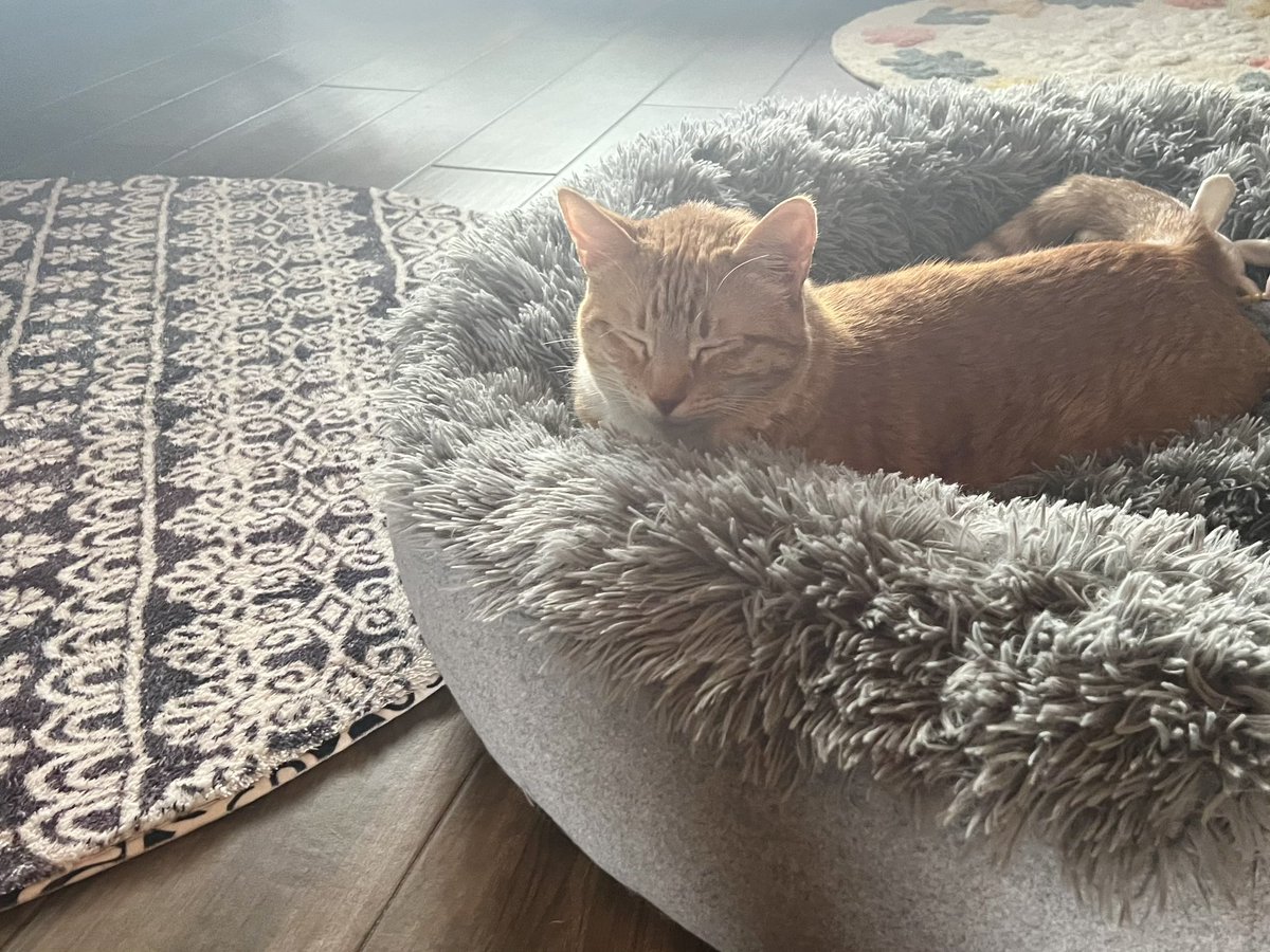 JortsTheCat's tweet photo. No no I’m paying attention. Just resting my eyes https://t.co/SX4UK5jUDa