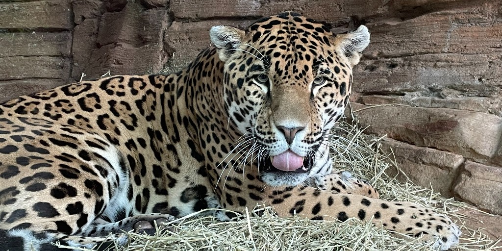 woodlandparkzoo's tweet photo. It's Friday! Which Fitz are you today? #FridaysWithFitz #FitzFriday #FridayVibe #Weekend 📷: Animal keeper, Miero https://t.co/gKu2BqdaBC