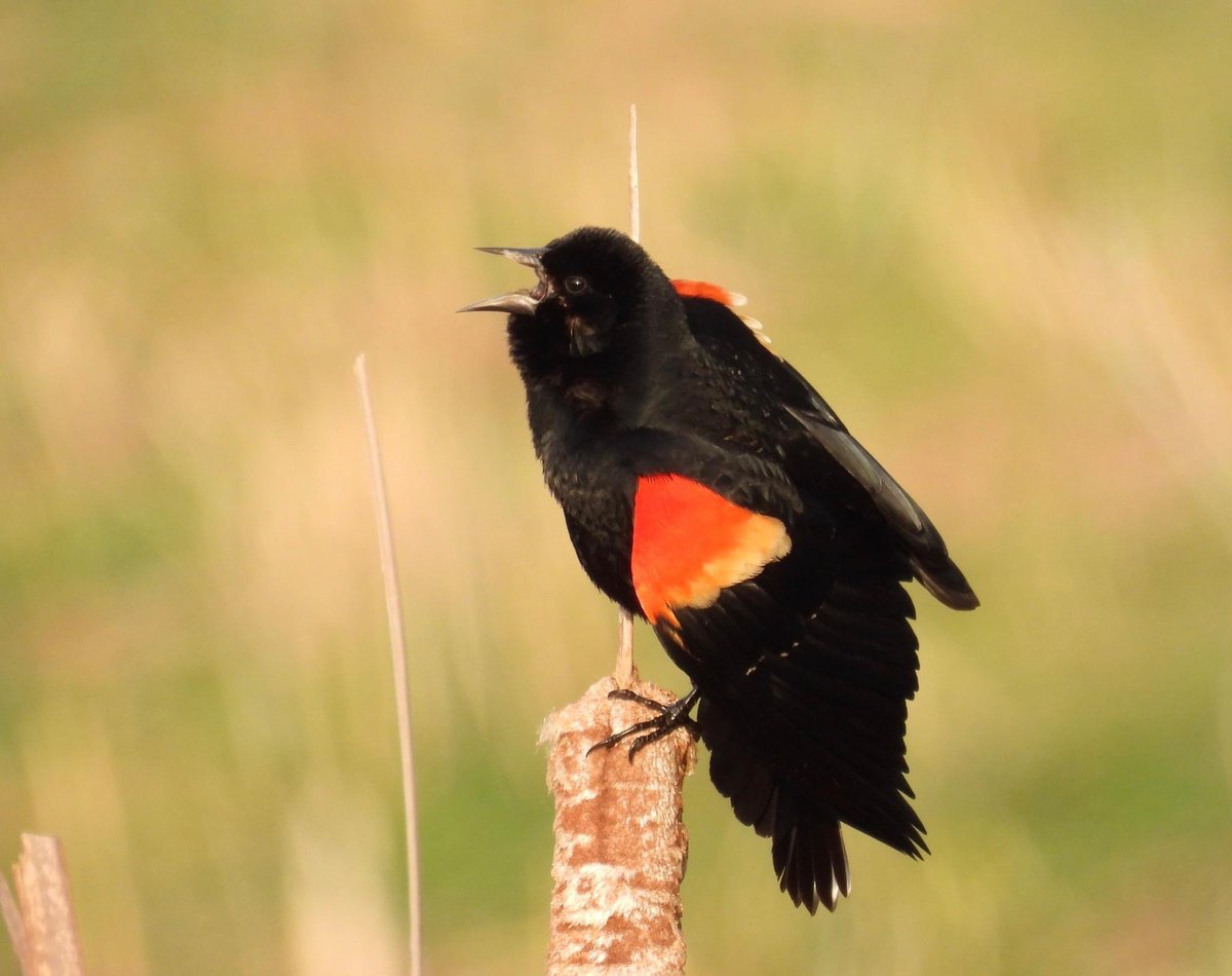 CarraRonan's tweet photo. Red-winged Blackbirds are singing up a storm. #birdsofkentucky https://t.co/OVuep7sWJH