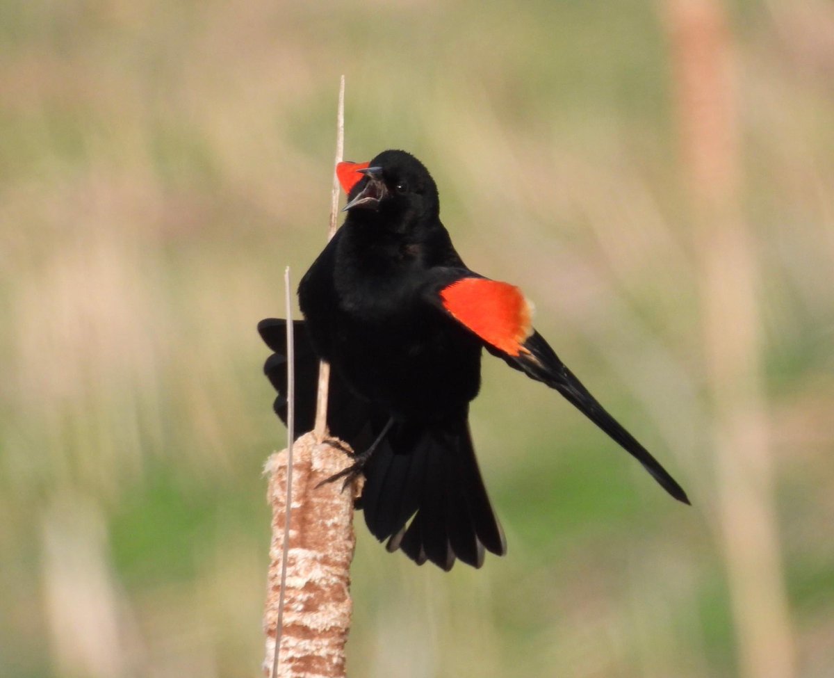 CarraRonan's tweet photo. Red-winged Blackbirds are singing up a storm. #birdsofkentucky https://t.co/OVuep7sWJH