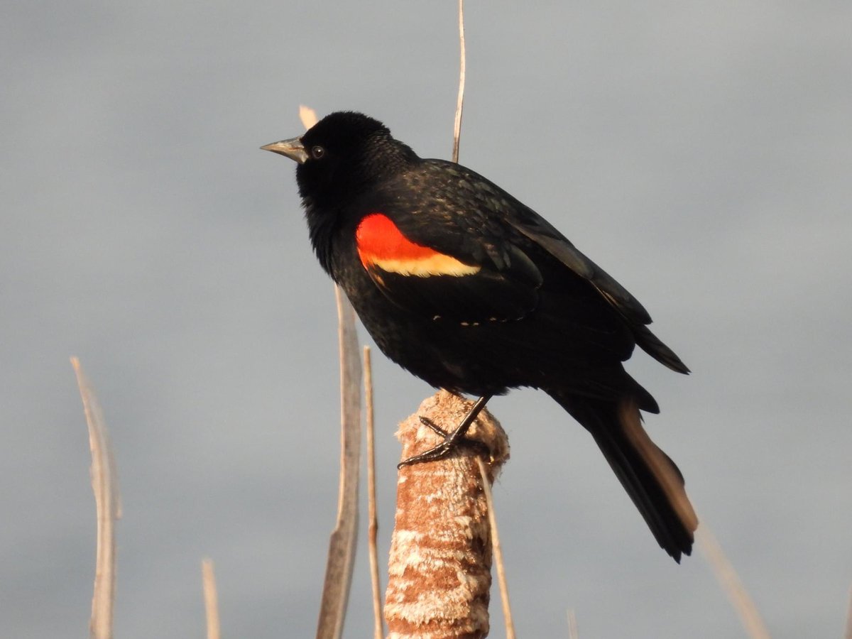 CarraRonan's tweet photo. Red-winged Blackbirds are singing up a storm. #birdsofkentucky https://t.co/OVuep7sWJH