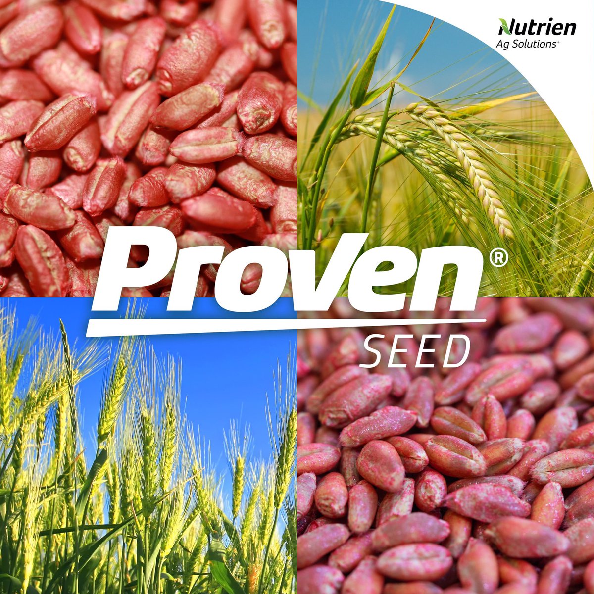 NutrienAg_SAB's tweet photo. If you have undecided cereal acres for #plant23, @ProvenSeed has you covered.

Talk to your local retail about our industry leading CWRS, CPS and durum wheats or feed barley today! 

#LeadingTheField #FullSeedAhead https://t.co/TgcIEpGYaJ
