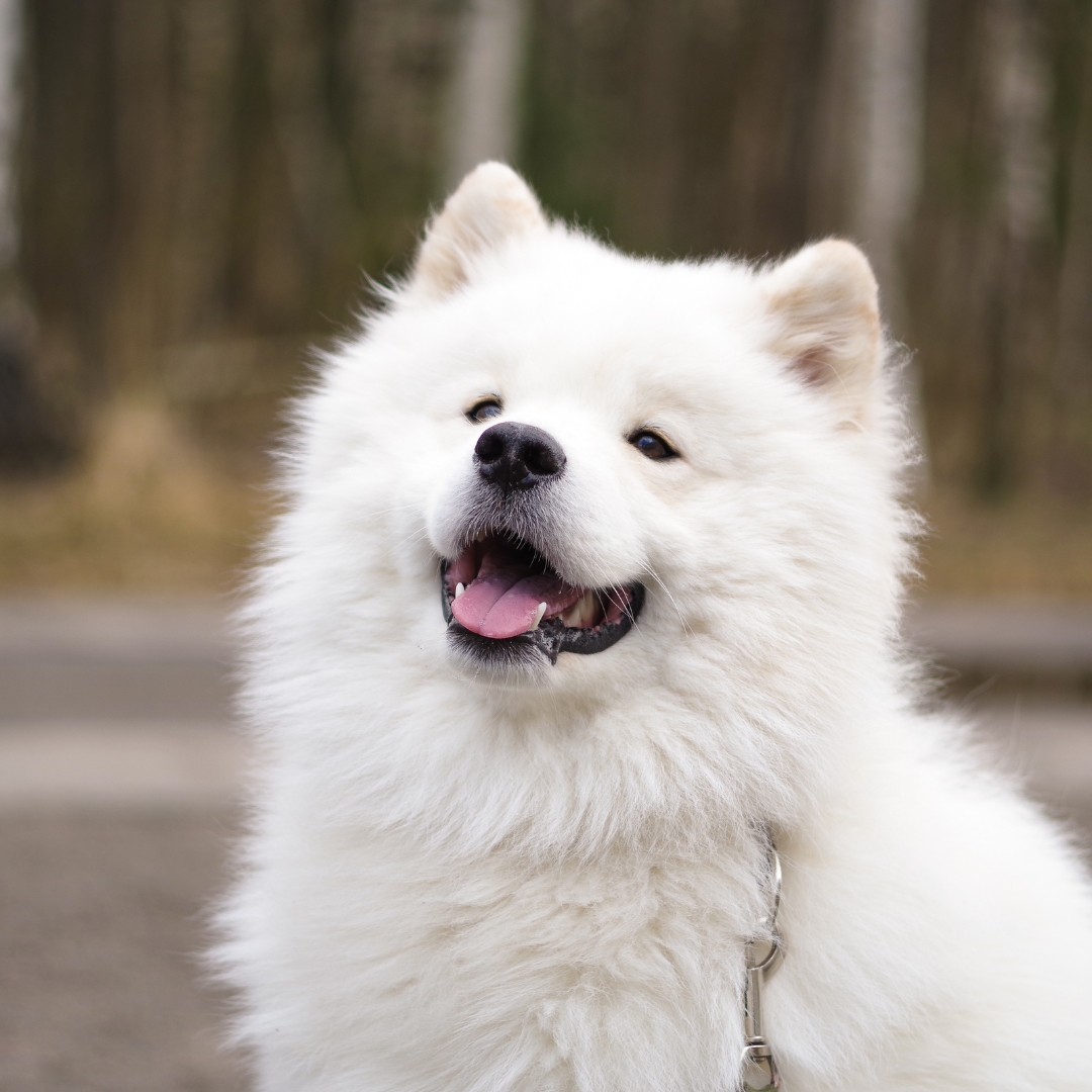 remove_bg's tweet photo. Say goodbye to pixel-picking around hair and fur! https://t.co/aEZlaemfUp is a game-changer for pet and portrait photography. 🐾📸

#AIBackgroundRemover #Photography #ImageBackgroundRemover https://t.co/fR3fz9SRVP