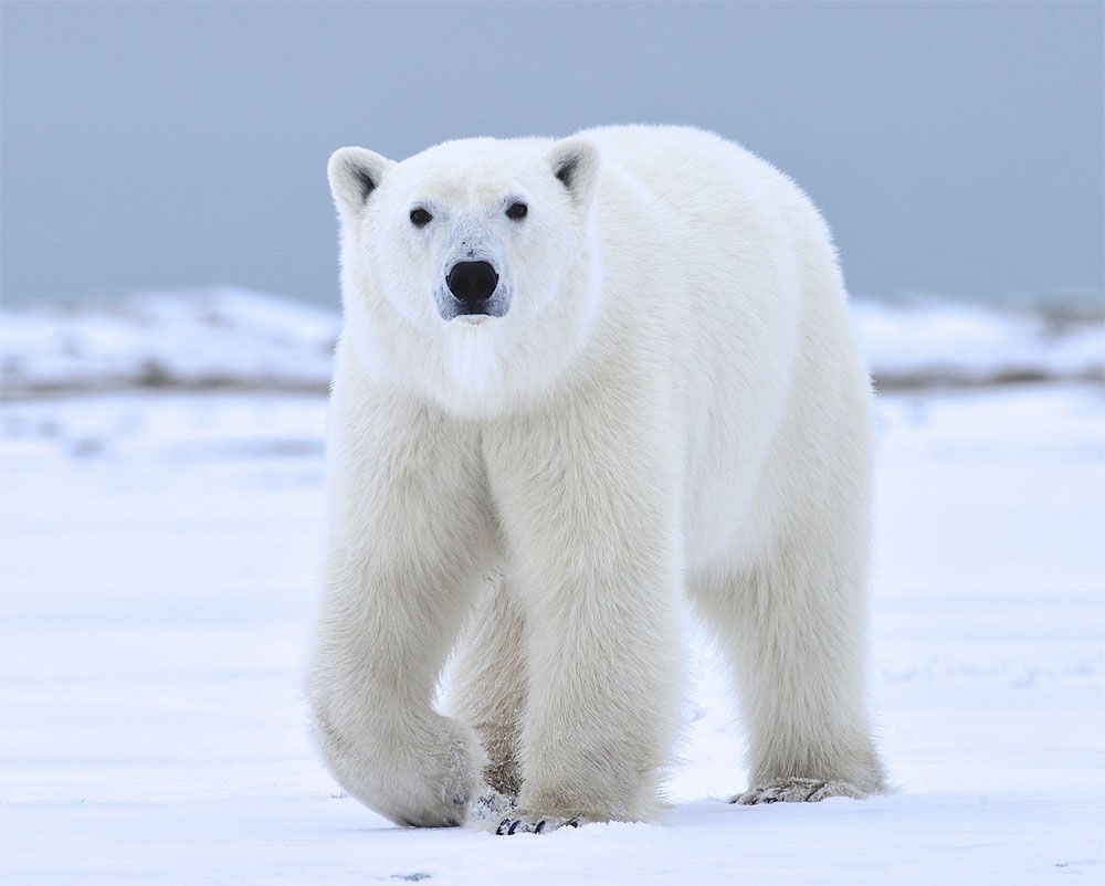 azumotech's tweet image. #FunFactFriday! Did you know that polar bears have black skin? And their fur isn&apos;t actually white— it&apos;s transparent &amp;amp; hollow! When light hits it some of the color is absorbed while scattering the rest❄️😯🐻‍❄ 

#RLCD #Technology #DisplayTech #Sustainability #EnergyEfficient