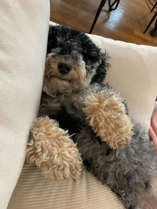 prattcenter's tweet photo. Our fluffiest coworkers are getting sleepy waiting for Albany to pass common sense tenant protections #GoodPawsForGoodCause https://t.co/CC30B9gbAZ
