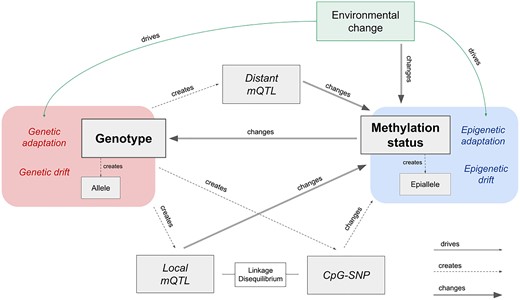 sr320's tweet photo. Congrats to @laurahspencer @ksilli91 and @kubu4 for the new paper out today - "Epigenetic and Genetic Population Structure is Coupled in a Marine Invertebrate" in GBE -  https://t.co/orKNtdNLRS https://t.co/zZ1VQ3xkkY