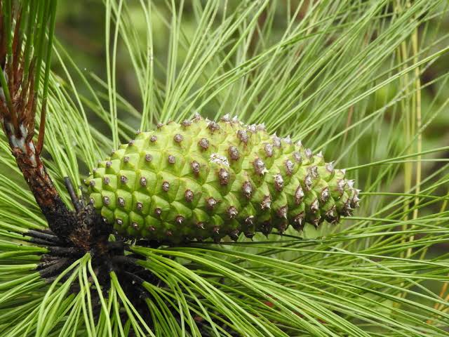 Elizabe65516144's tweet image. especies endémicas del bosque de la primavera 
 @_PenelopeHN #jardineria115B