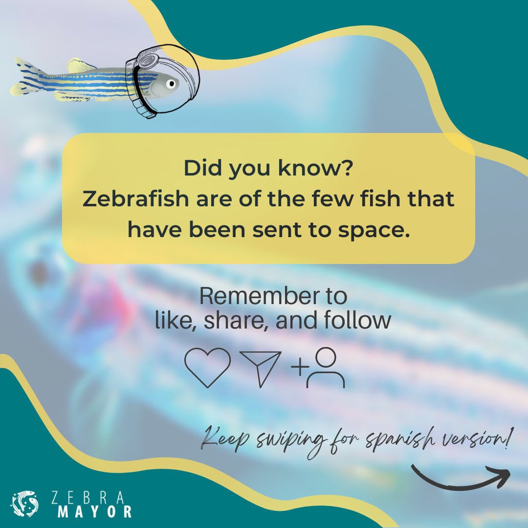 zebramayor's tweet photo. Swipe to discover and learn about our model organism!
🦓🐟
#zebrafishresearch #zebrafish #zebrafishscience #developmentalbiology #devbio #fishresearch #neurodevelopment #neurodesarrollo #biologiadeldesarrollo #biodes #development #zebrafishhusbandry @ZebrafishRock https://t.co/sE1Hoy7iEc