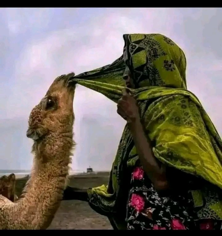 Kana arguu caala wanti nama dhukkubsu hin jiru.
#Saveborana