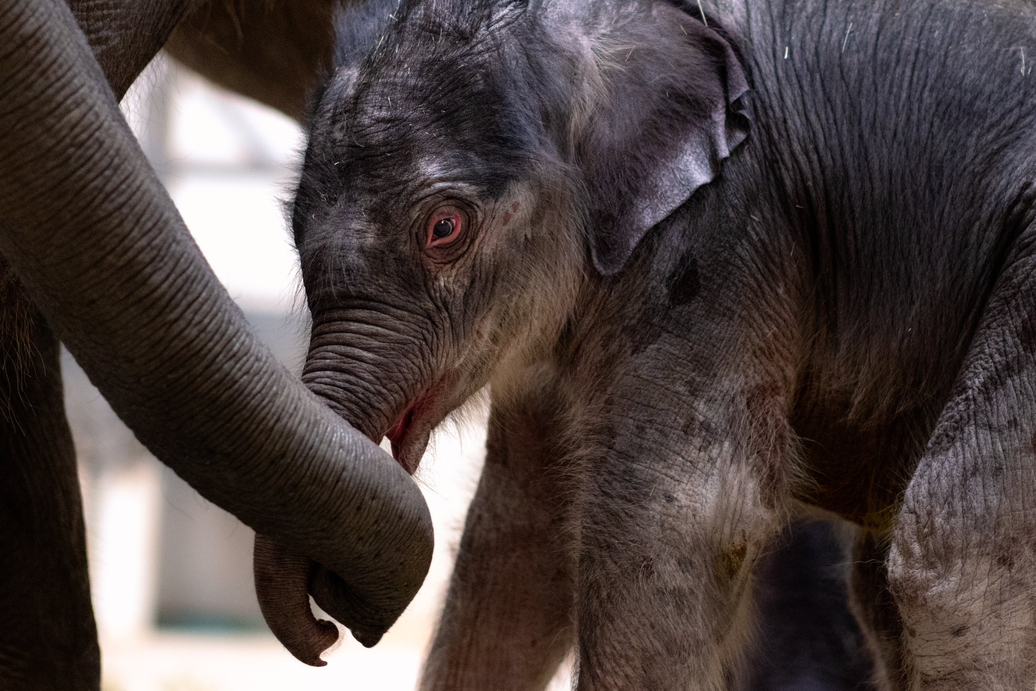 Fort Worth Zoo on X: Two elephants are better than one: IT'S A BOY! That's  right … we're thrilled to announce we have ANOTHER baby elephant born at  the Fort Worth Zoo!