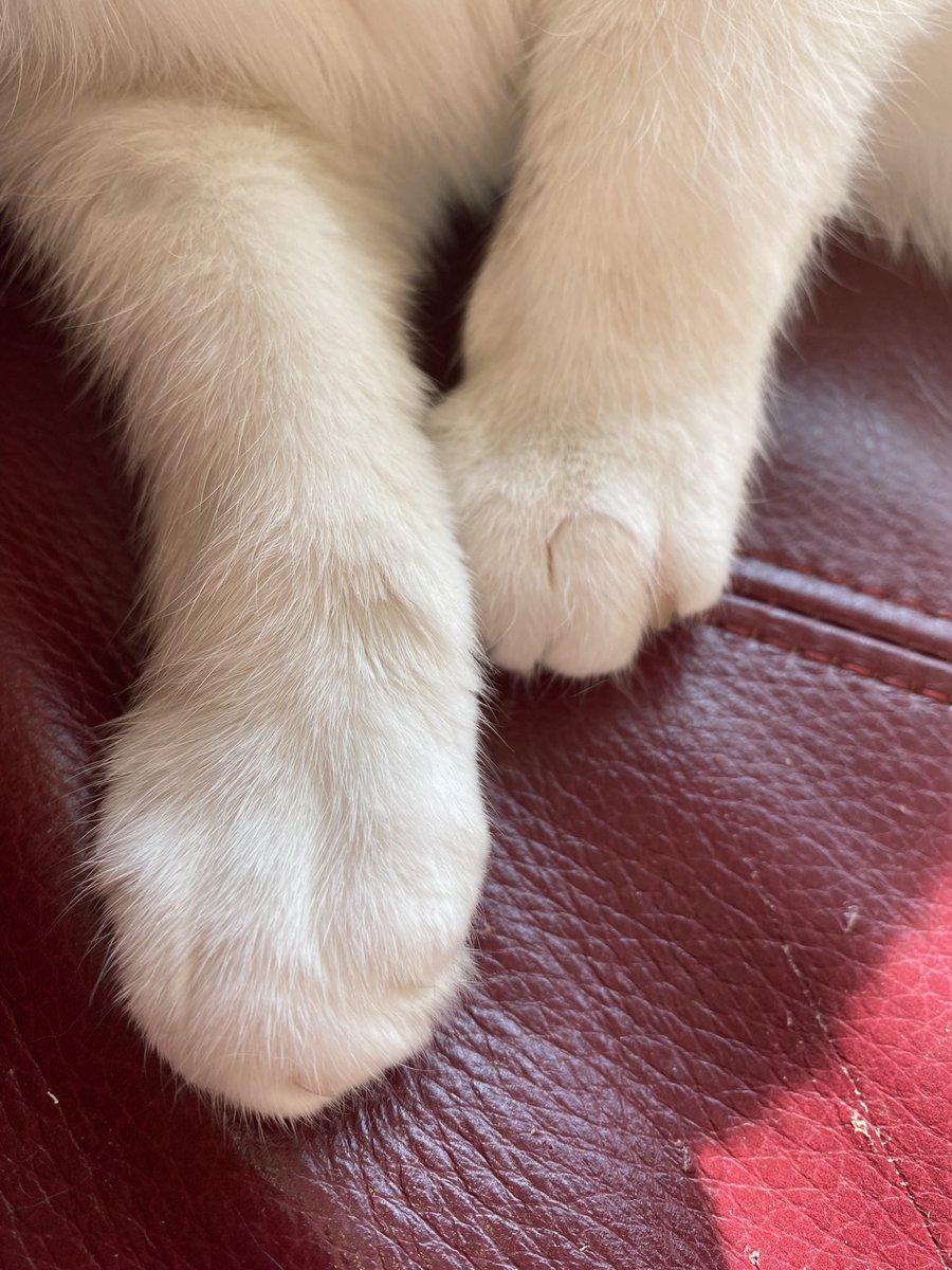 ChiefXerDax's tweet photo. @Kittenhotel1 Sending love and paws xx https://t.co/sMnGLPc1kt