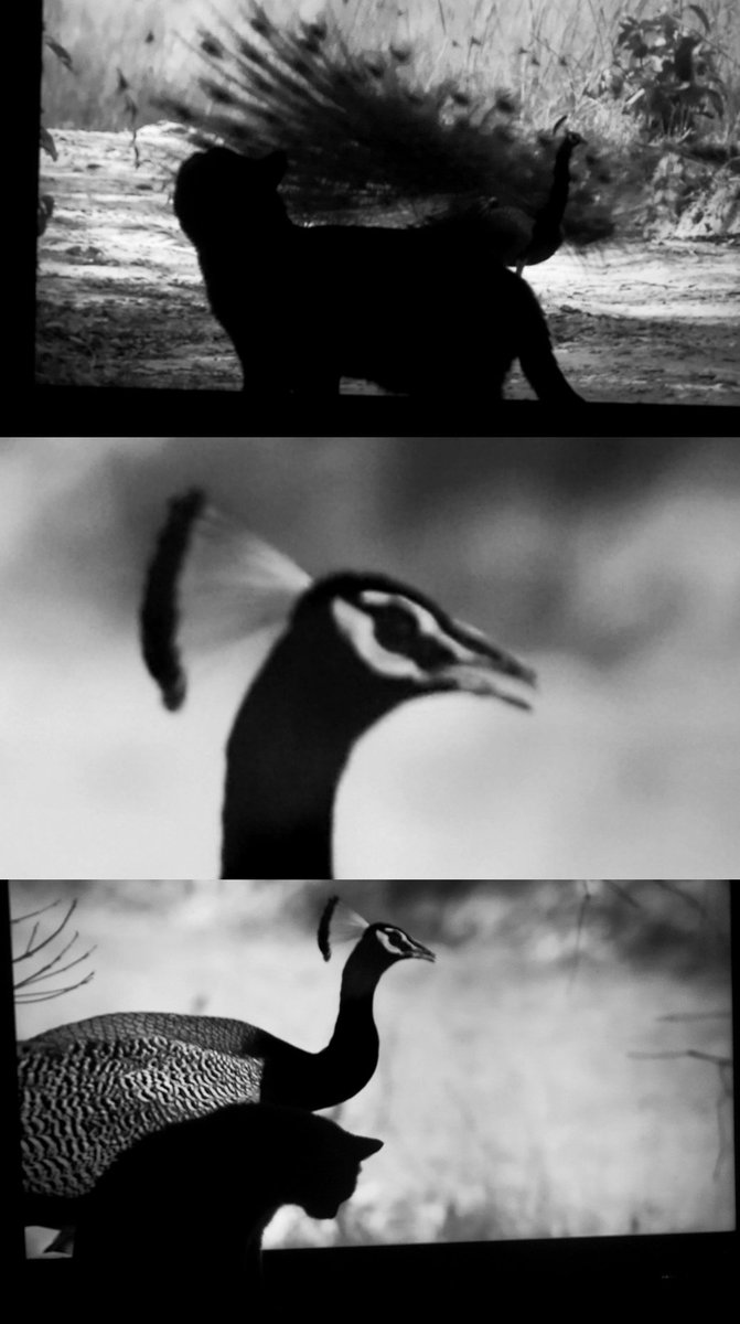 Geli Net (@geli_net) on Twitter photo 